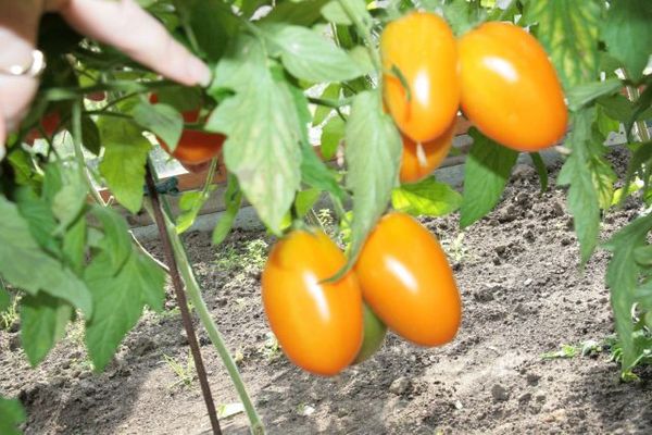  Descrição e características do tomate Goldfish