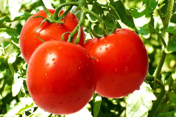  Afrodite de Tomate