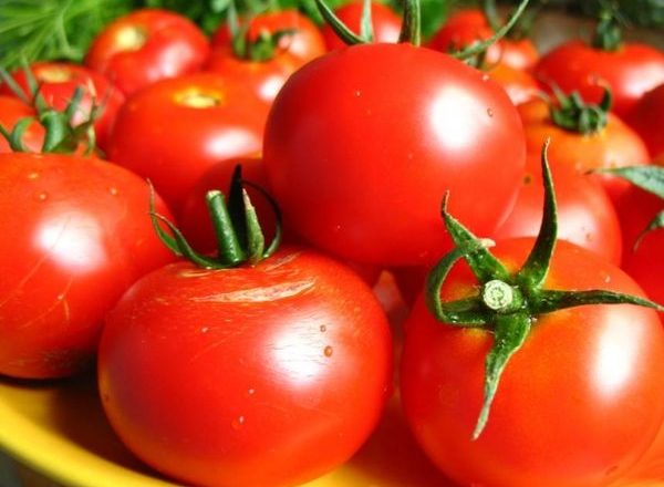  Tomate coletivo fazenda frutuosa