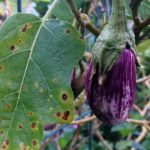  Macchia batterica nera