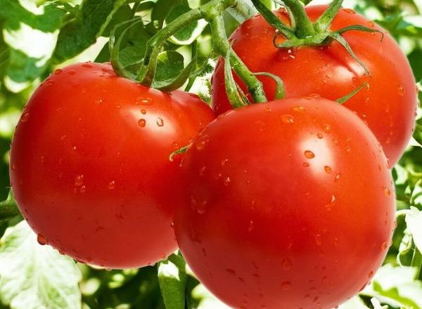  Tomate linda