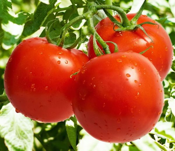  Tomate linda