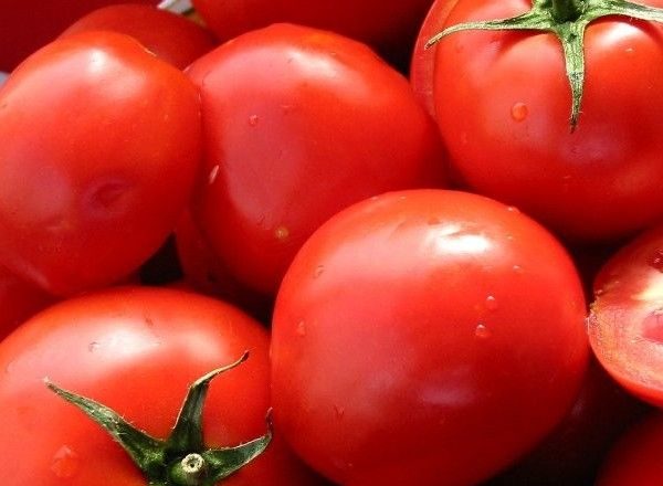  Tomate Presidente