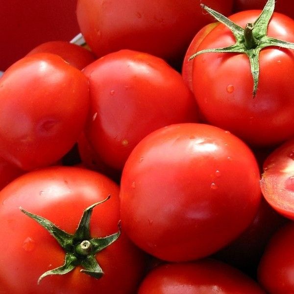  Tomate Presidente