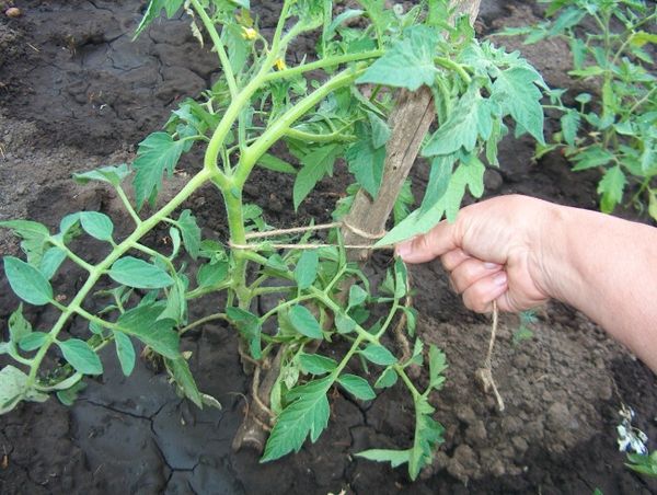  Garter Pegs de Tomate