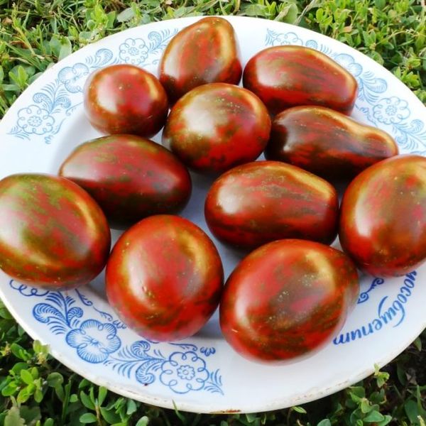 Tomate Preto Moor