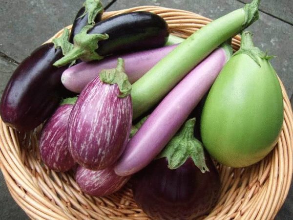  Le migliori varietà di melanzane
