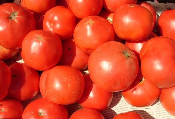  Tomate perseus