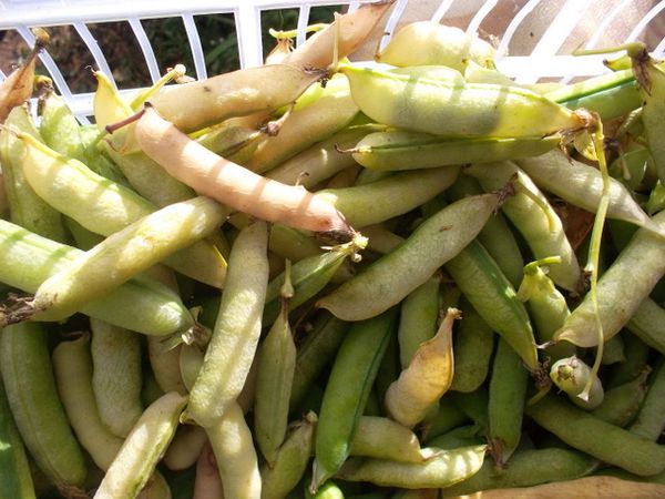  Sementes de ervilha