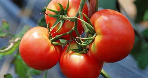  Amor tomate