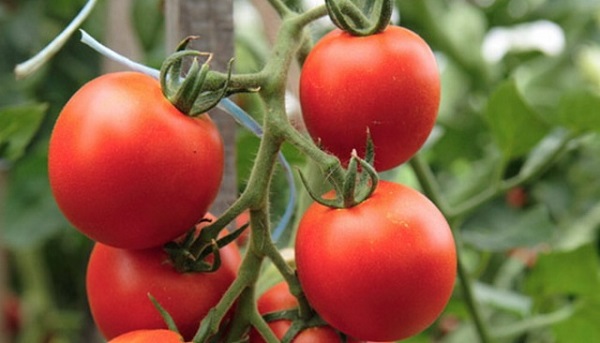  O que são tomates comuns?
