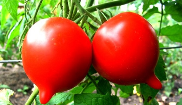  Tomate aniversare tarasenko