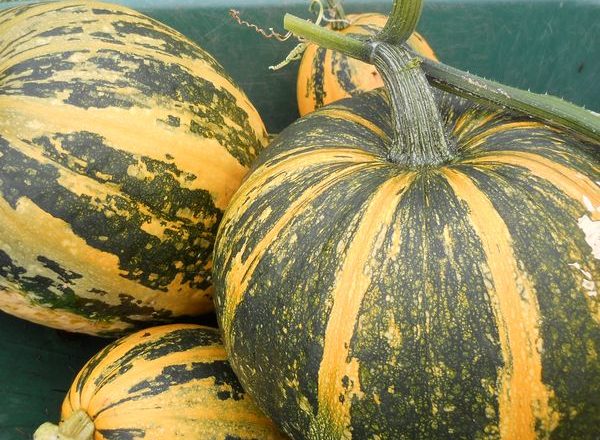 Zucca dura-Goloseyanka