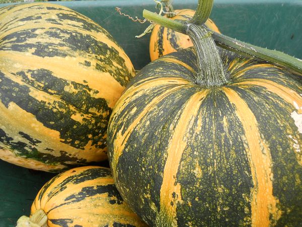  Zucca dura-Goloseyanka