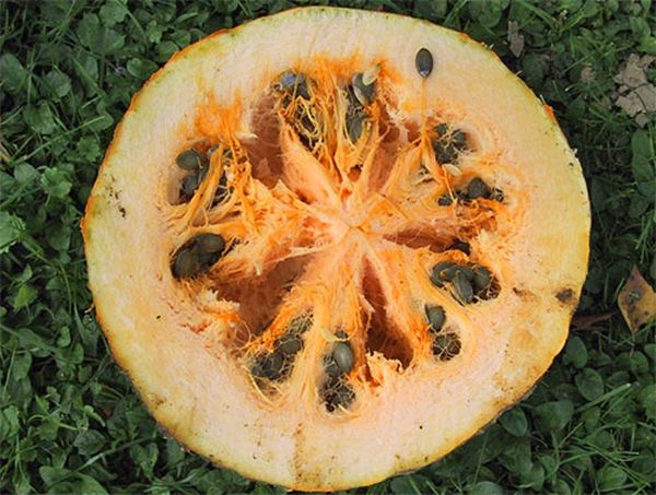  I semi di ortaggi contengono il 50% di olio