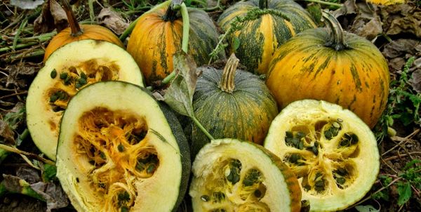  Il grado di maturazione dei frutti è determinato dall'essiccazione delle foglie, il gambo