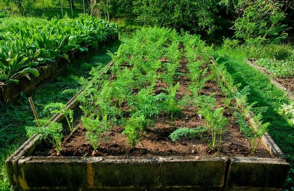 Pregătirea paturilor pentru plantarea morcovilor