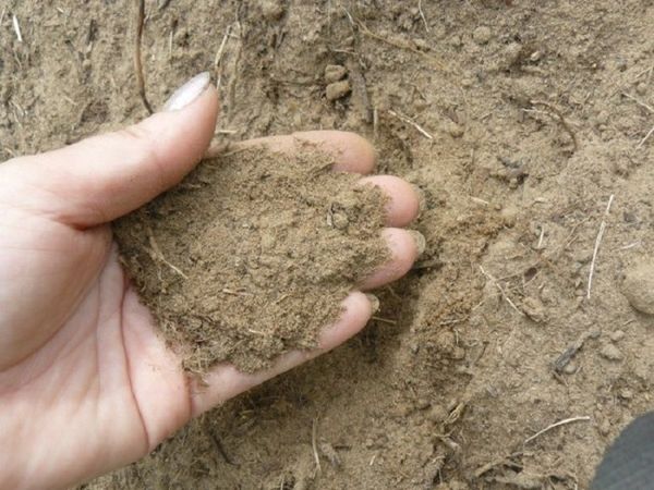 Nel terreno sabbioso, le carote si sentiranno bene quando aggiungono organico