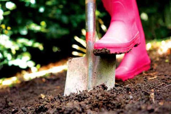 Nel preparare i letti per le carote, è necessario liberarsi di tutte le particelle solide.