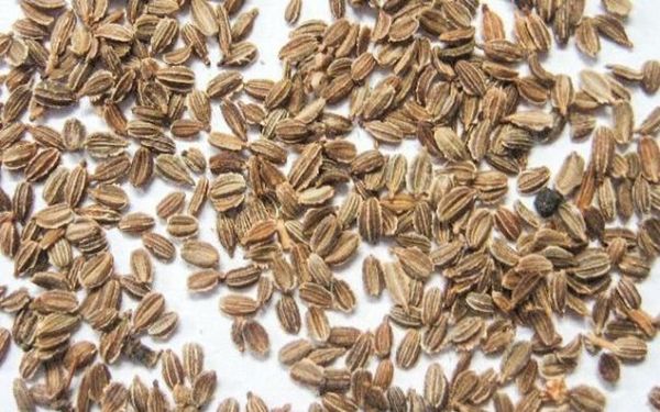Con l'uso costante di fertilizzanti, i tuoi semi e il tuo negozio devono mescolarsi