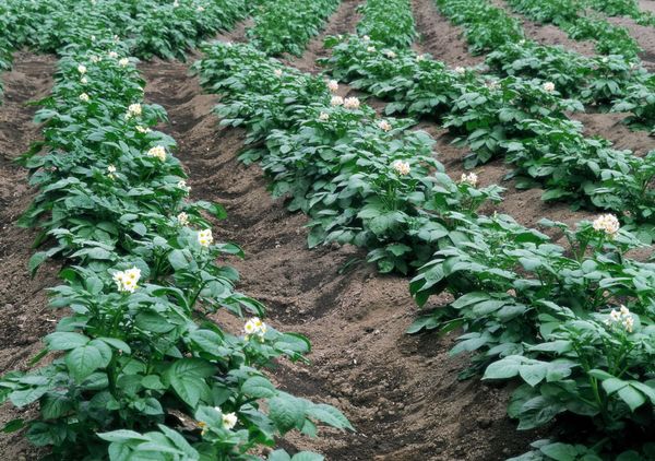  Planting potatoes in the ridges