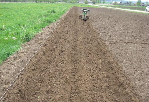  Si hay plagas en el sitio, el suelo es procesado y excavado.