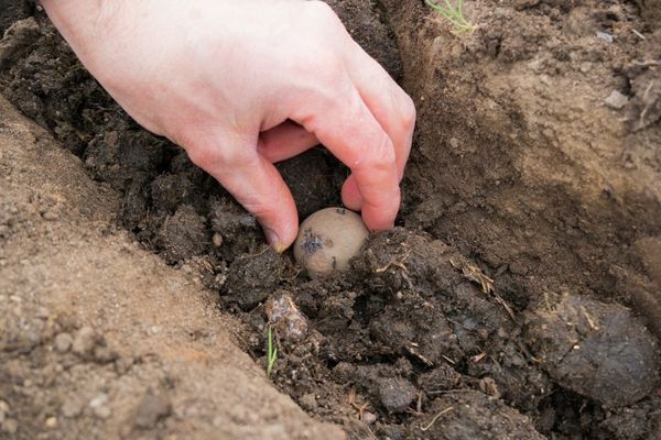  Los tubérculos se colocan a una distancia de 30-35 cm entre sí y se rocían con tierra.