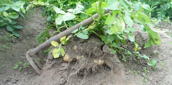  Al plantar en las crestas, el oxígeno llega más rápido a las raíces de las papas.