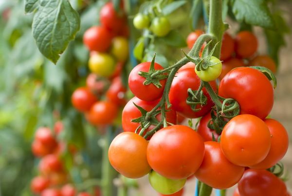  Plantar e cultivar tomates
