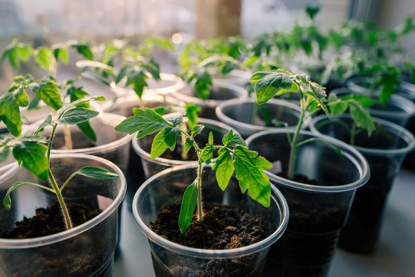  A rica cor verde das mudas indica sua condição saudável.