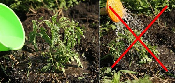  Tomate de rega adequado rega