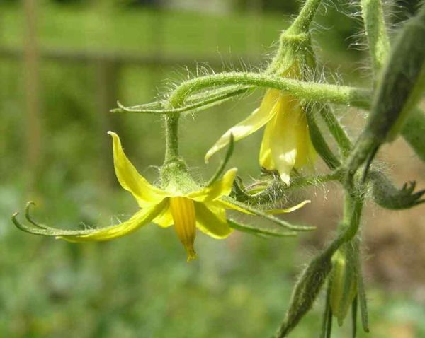  Comprar mudas com inflorescências é um dos erros mais comuns no cultivo de tomates.