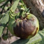  Ferrugem tardia