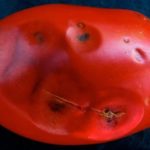  Antracnose