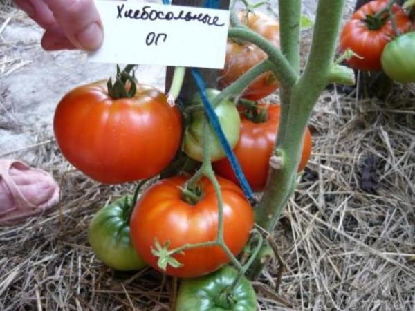  Variedade de tomate Mid-season Breadweed
