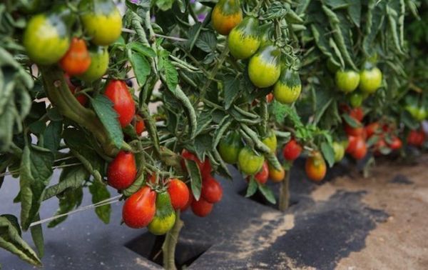  Variedade de Tomate Grushovka