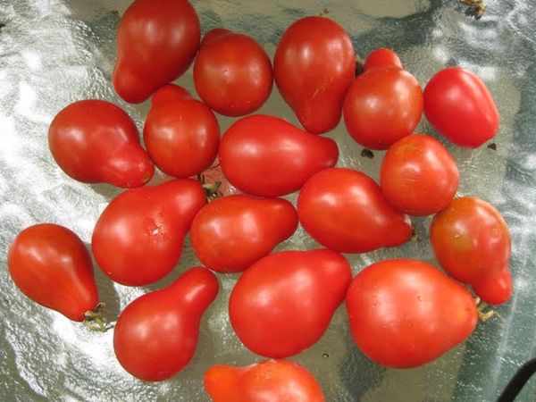  Máximo rendimento da variedade - 5 kg por bush