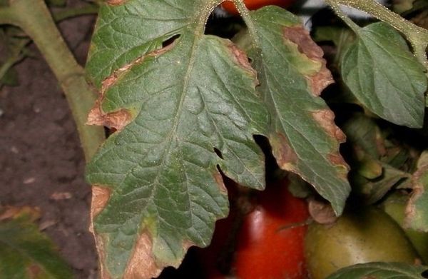  Macrosporia em folhas de tomate