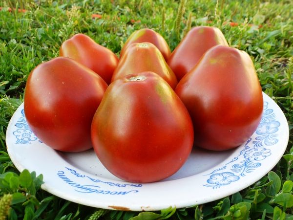  Frutos de tomate saudáveis ​​devem ser colhidos separadamente dos alimentos estragados