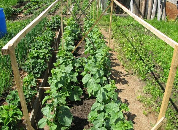  Cultivarea castraveților în grădină