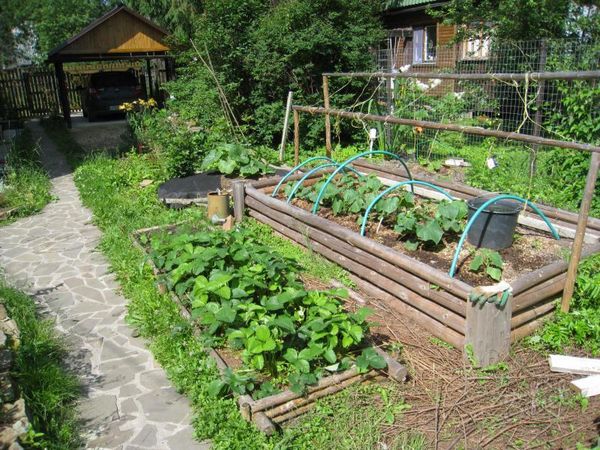  Jardim quente alta para pepinos