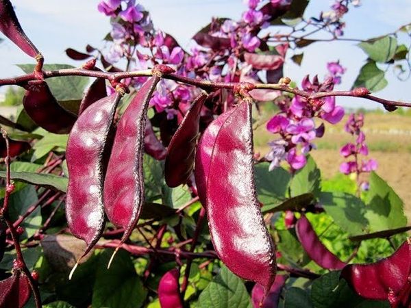 Il colore dei baccelli decorativi dipende direttamente dalla varietà