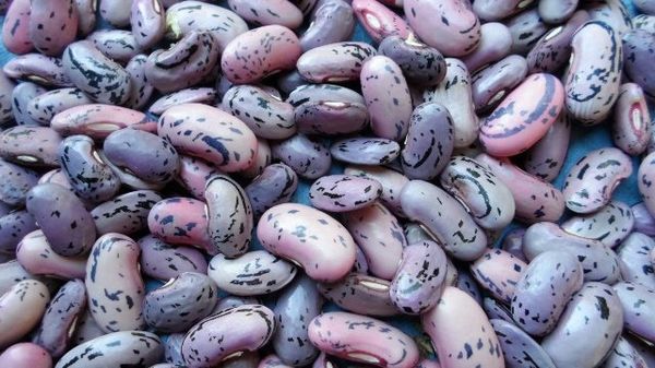  I fagiolini decorativi sono commestibili, proprio come i fagioli normali.