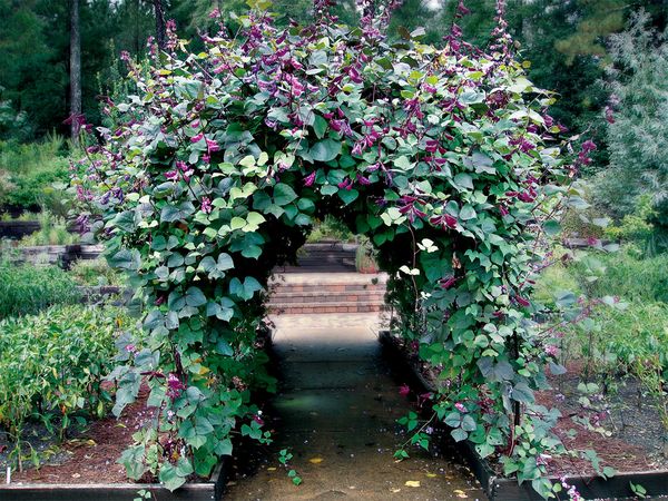  Arco di fagioli decorativi