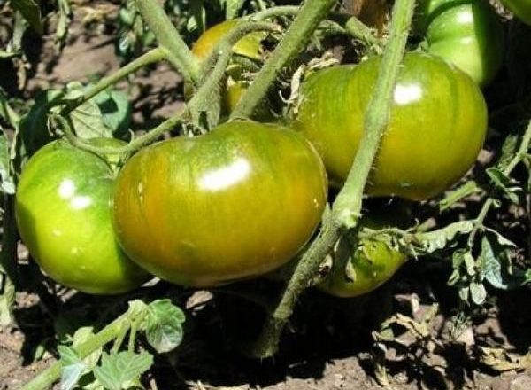  Tomate Esmeralda Maçã
