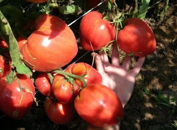  Tomate Milagre da Terra