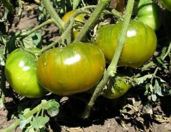  Tomate Esmeralda Maçã