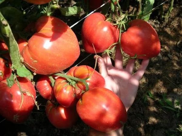  Tomate Milagre da Terra