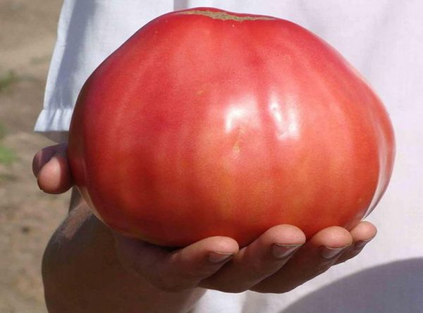 O peso médio dos frutos é de 400 gramas, mas eles geralmente crescem até 1 kg de peso.