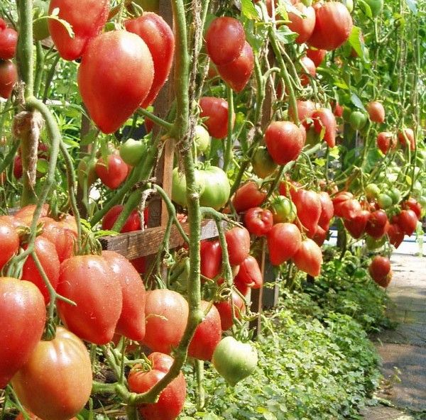 Arbustos de tomate são muito altos e precisam de uma liga
